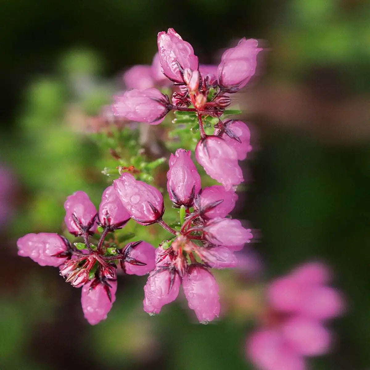 Молочко для Тела «Полевые цветы», 390мл