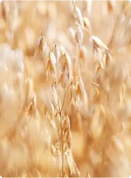 Наша растительная экспертиза