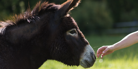 ОТКАЗ ОТ ТЕСТОВНА ЖИВОТНЫХ