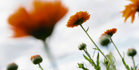 НАШИ ПОЛЯ СЕРТИФИЦИРОВАНЫ ПО СТАНДАРТАМ ОРГАНИЧЕСКОГО  ЗЕМЛЕДЕЛИЯ