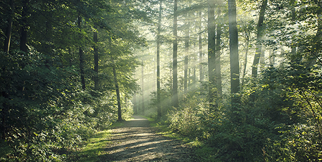 100 МИЛЛИОНОВВЫСАЖЕННЫХ ДЕРЕВЬЕВ,И МЫ НЕ ОСТАНАВЛИВАЕМСЯ