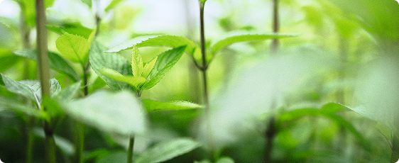 Вдохновение природы