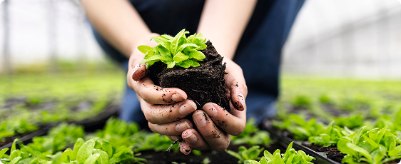 От растения до экологически чистого экстракта