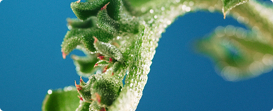 Высокий процент натуральности