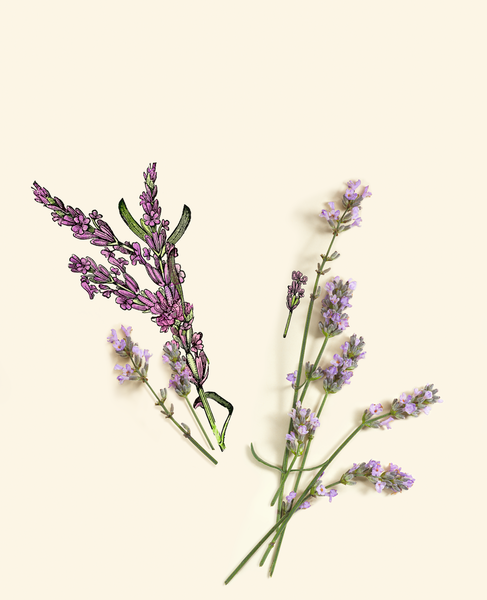 Парфюмерная Вода Calme Absolu, 50 мл